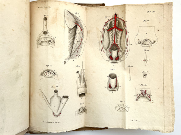 Anatomisch-physiologische Untersuchungen vorzüglich über das Schlagadersystem der Vögel