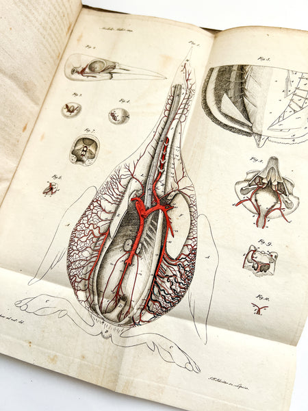 Anatomisch-physiologische Untersuchungen vorzüglich über das Schlagadersystem der Vögel