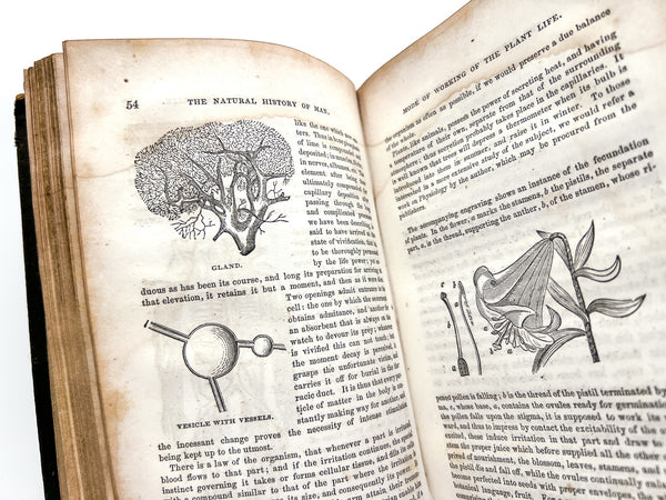 Natural History of Man: Showing his three aspects of plant, beast, and angel