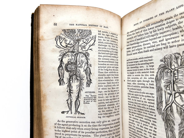 Natural History of Man: Showing his three aspects of plant, beast, and angel