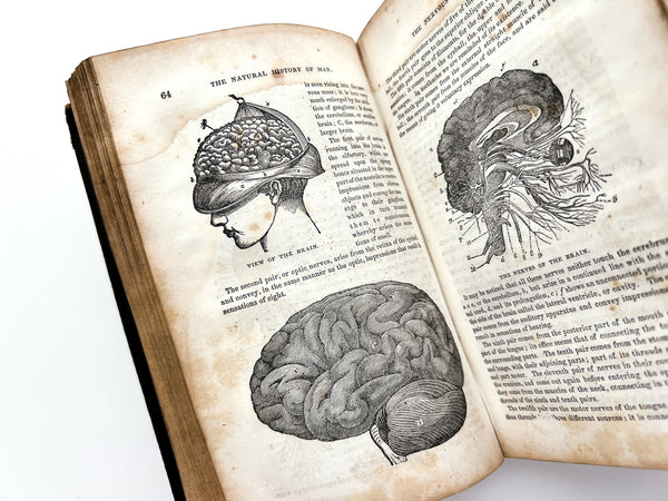 Natural History of Man: Showing his three aspects of plant, beast, and angel