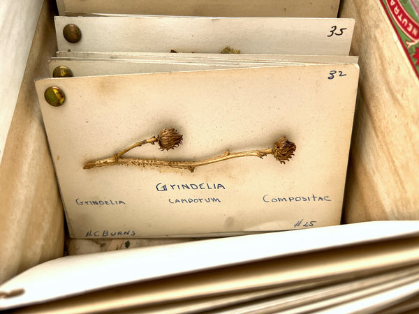 Box of 51 nature specimen cards compiled by pharmacy student Howard C. Burns