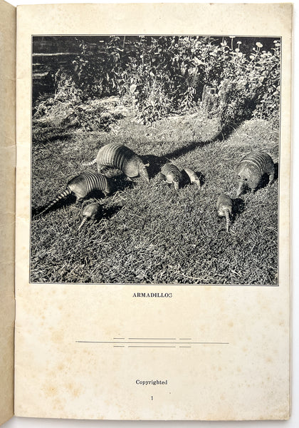 The Armadillo / The Basket Beautiful [trade catalog]