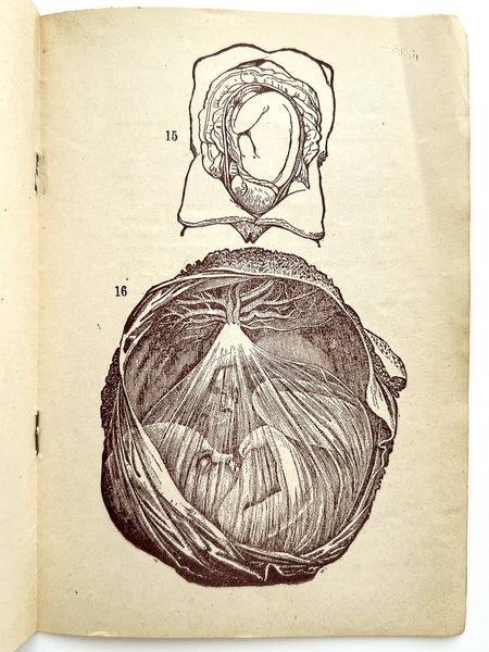 Plates Illustrating the Female Reproductive Organs
