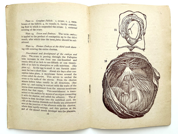 Plates Illustrating the Female Reproductive Organs