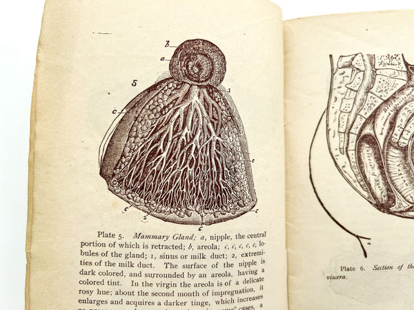 Plates Illustrating the Female Reproductive Organs