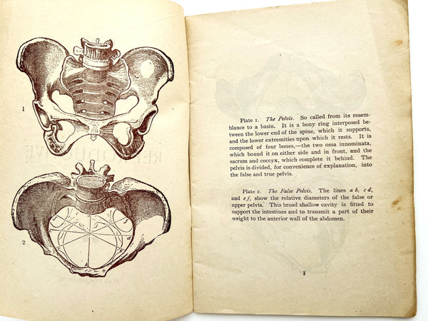 Plates Illustrating the Female Reproductive Organs