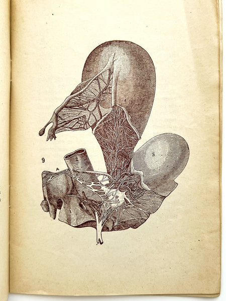 Plates Illustrating the Female Reproductive Organs