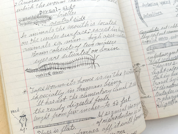 Two illustrated student manuscript notebooks for courses in Physiology and Zoology by a young woman in Oregon, 1910