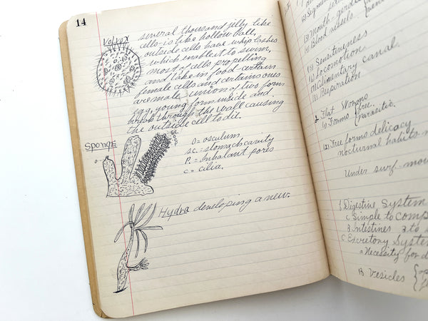 Two illustrated student manuscript notebooks for courses in Physiology and Zoology by a young woman in Oregon, 1910