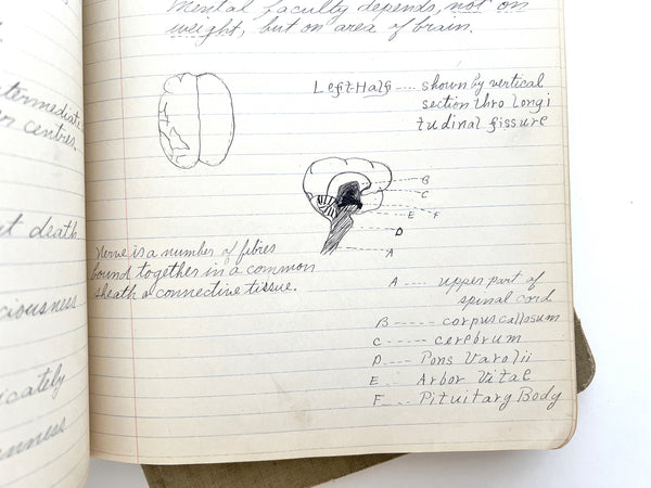 Two illustrated student manuscript notebooks for courses in Physiology and Zoology by a young woman in Oregon, 1910