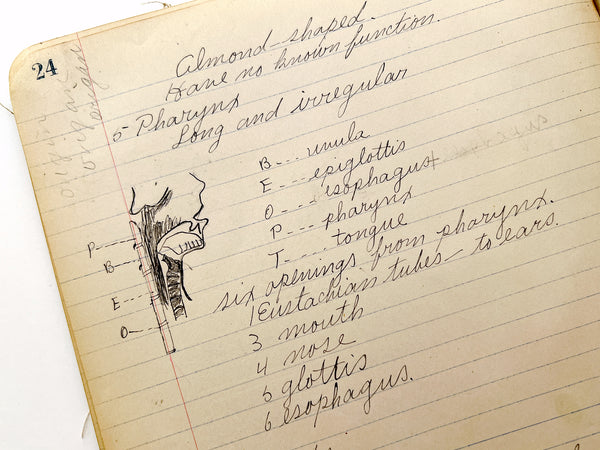 Two illustrated student manuscript notebooks for courses in Physiology and Zoology by a young woman in Oregon, 1910