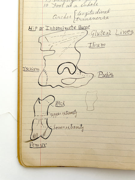 Two illustrated student manuscript notebooks for courses in Physiology and Zoology by a young woman in Oregon, 1910