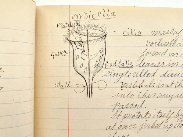 Two illustrated student manuscript notebooks for courses in Physiology and Zoology by a young woman in Oregon, 1910