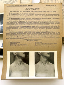 Stereoscopic Studies of Anatomy, Prepared under authority of the University of Edinburgh. Section 2: Central Nervous System