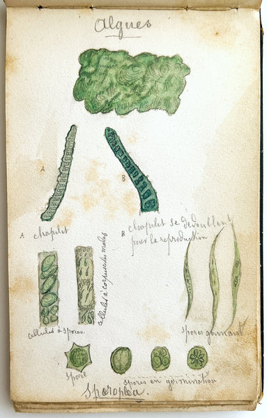 1877 album of 40 botanical watercolors