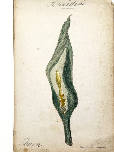 1877 album of 40 botanical watercolors