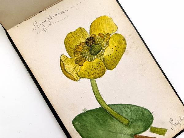 1877 album of 40 botanical watercolors