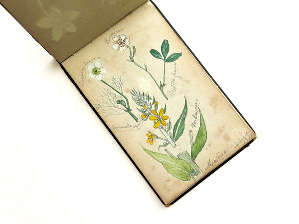 1877 album of 40 botanical watercolors