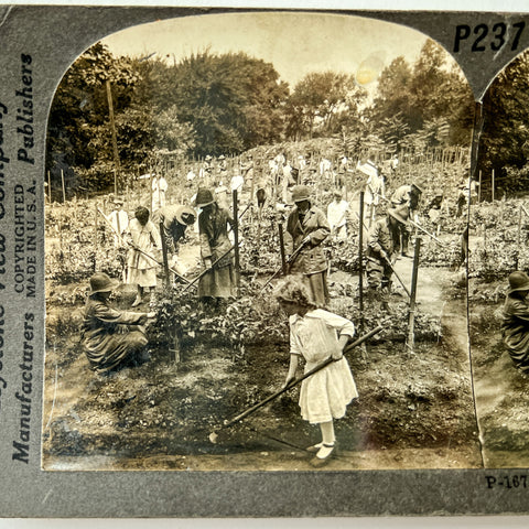 School Gardens of Boy Scouts and Camp Fire Girls, Philadelphia, Pa. (P237-16761)