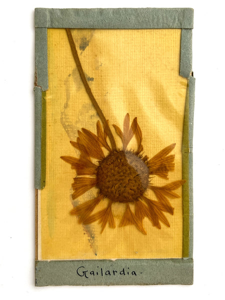 1908 novelty postcard with botanical specimen