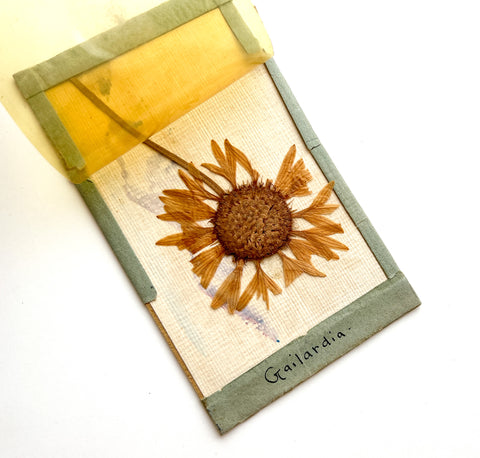 1908 novelty postcard with botanical specimen