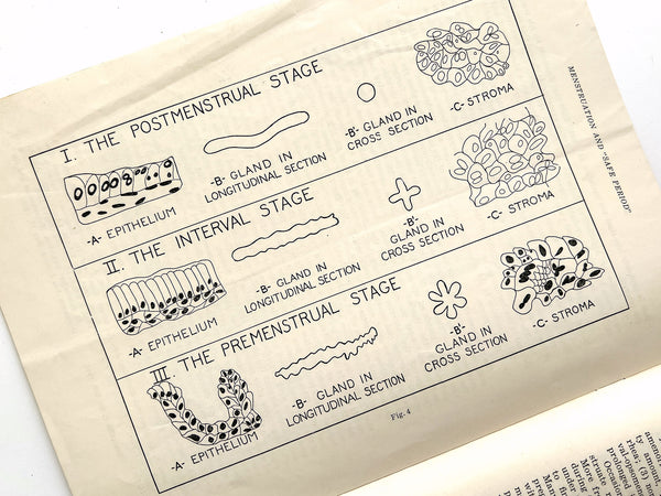 Ovulation, Menstruation and Finding the "Safe Period" (offprint)