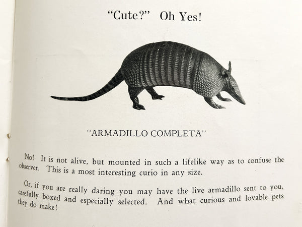 The Armadillo / The Basket Beautiful [trade catalog]