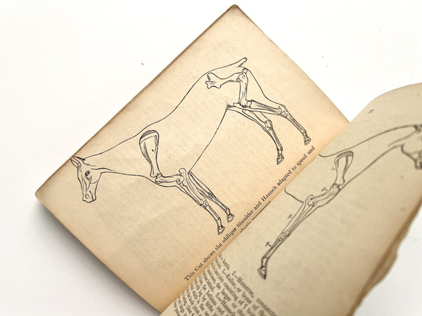Whitney's Twelve Points on the Horse Scientifically Explained...