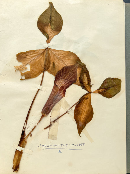 Specimens for Botany Merit Badge 1936 Boy Scout herbarium binder