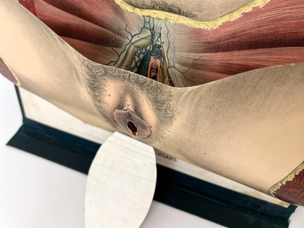 Embalmers' Anatomical Aid: A Manikin of Superimposed Diagramatic Plates