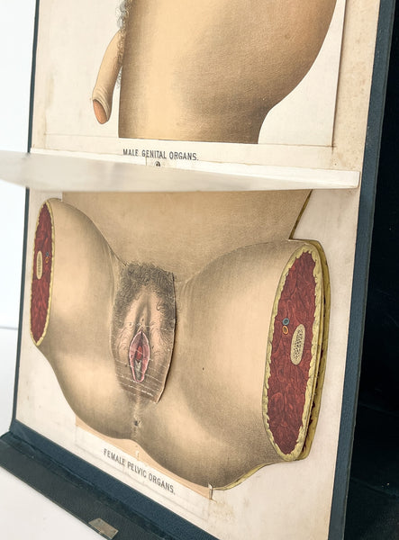 Embalmers' Anatomical Aid: A Manikin of Superimposed Diagramatic Plates