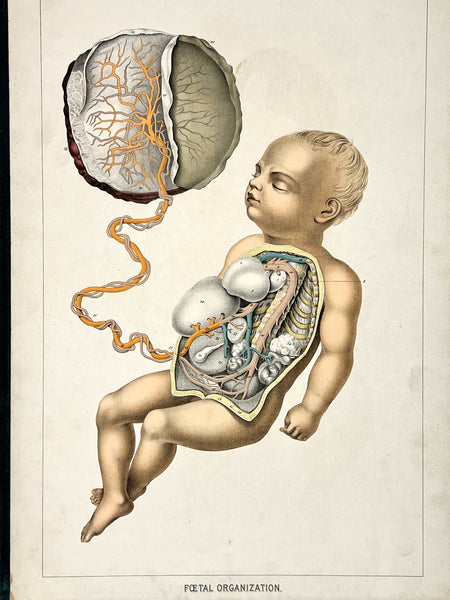 Embalmers' Anatomical Aid: A Manikin of Superimposed Diagramatic Plates