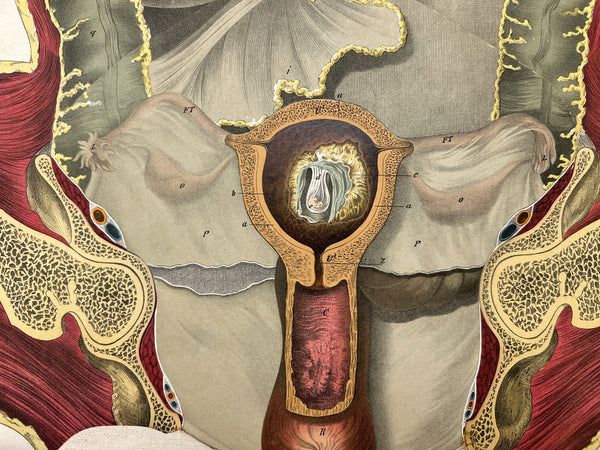 Embalmers' Anatomical Aid: A Manikin of Superimposed Diagramatic Plates