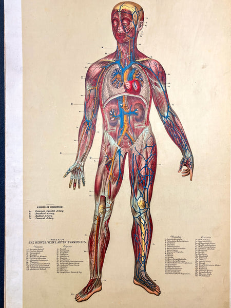 Embalmers' Anatomical Aid: A Manikin of Superimposed Diagramatic Plates