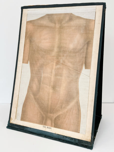 Embalmers' Anatomical Aid: A Manikin of Superimposed Diagramatic Plates