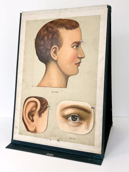 Embalmers' Anatomical Aid: A Manikin of Superimposed Diagramatic Plates