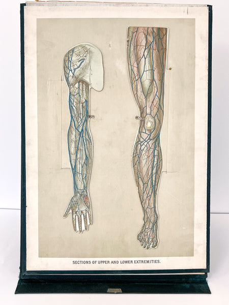 Embalmers' Anatomical Aid: A Manikin of Superimposed Diagramatic Plates