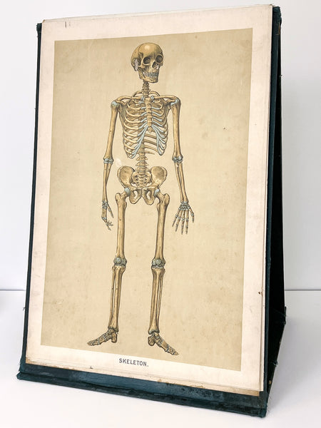 Embalmers' Anatomical Aid: A Manikin of Superimposed Diagramatic Plates
