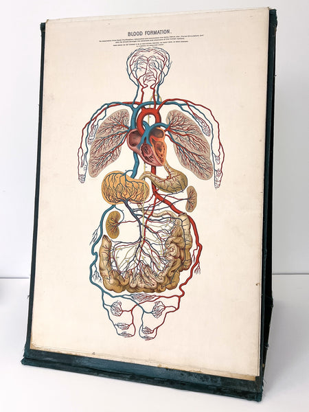 Embalmers' Anatomical Aid: A Manikin of Superimposed Diagramatic Plates