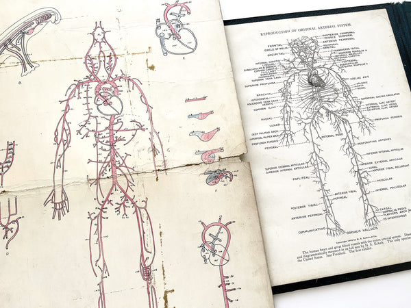 Eckels Anatomical Aid, with original chart drawings (Heirloom anatomy guides from a family of undertakers)