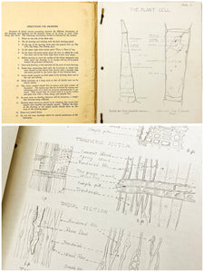 Meticulously illustrated lab book by a woman studying under botanist Richard Holman at UC Berkeley, 1932