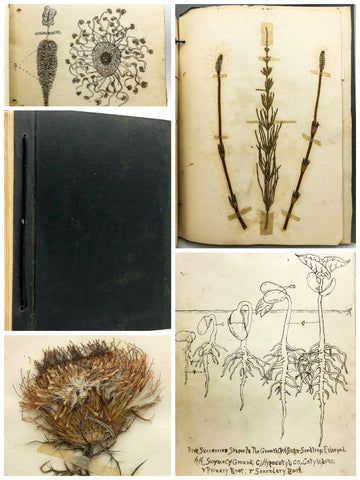 Student drawings and notes on agricultural botany, with herbarium