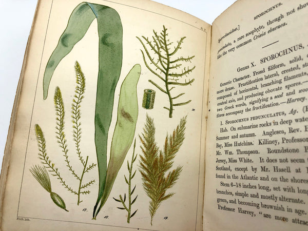 A Popular History of British Sea-weeds: Comprising Their Structure, Fructification, Specific Characters, Arrangement, and General Distribution, with Notices of Some of the Fresh-Water Algae