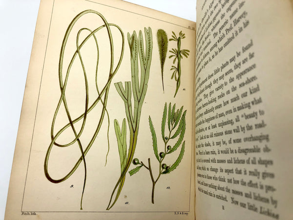 A Popular History of British Sea-weeds: Comprising Their Structure, Fructification, Specific Characters, Arrangement, and General Distribution, with Notices of Some of the Fresh-Water Algae