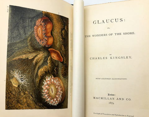 Glaucus: or, the Wonders of the Shore