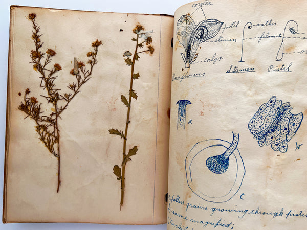 A young woman's botany notebook with drawings and herbarium specimens
