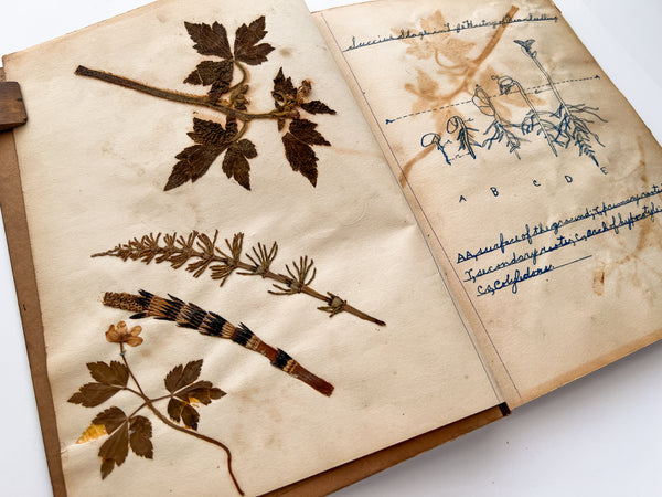A young woman's botany notebook with drawings and herbarium specimens