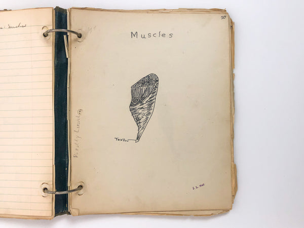 Physiology notebook with 30+ biological and anatomical drawings