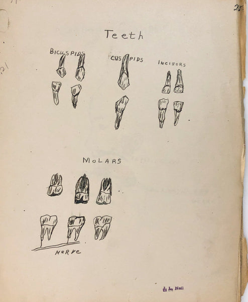 Physiology notebook with 30+ biological and anatomical drawings
